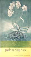 Intaglio Etching with Chine-colle