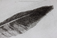 Detail of Osprey Feathers