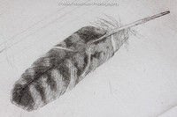 Detail of Osprey Feathers